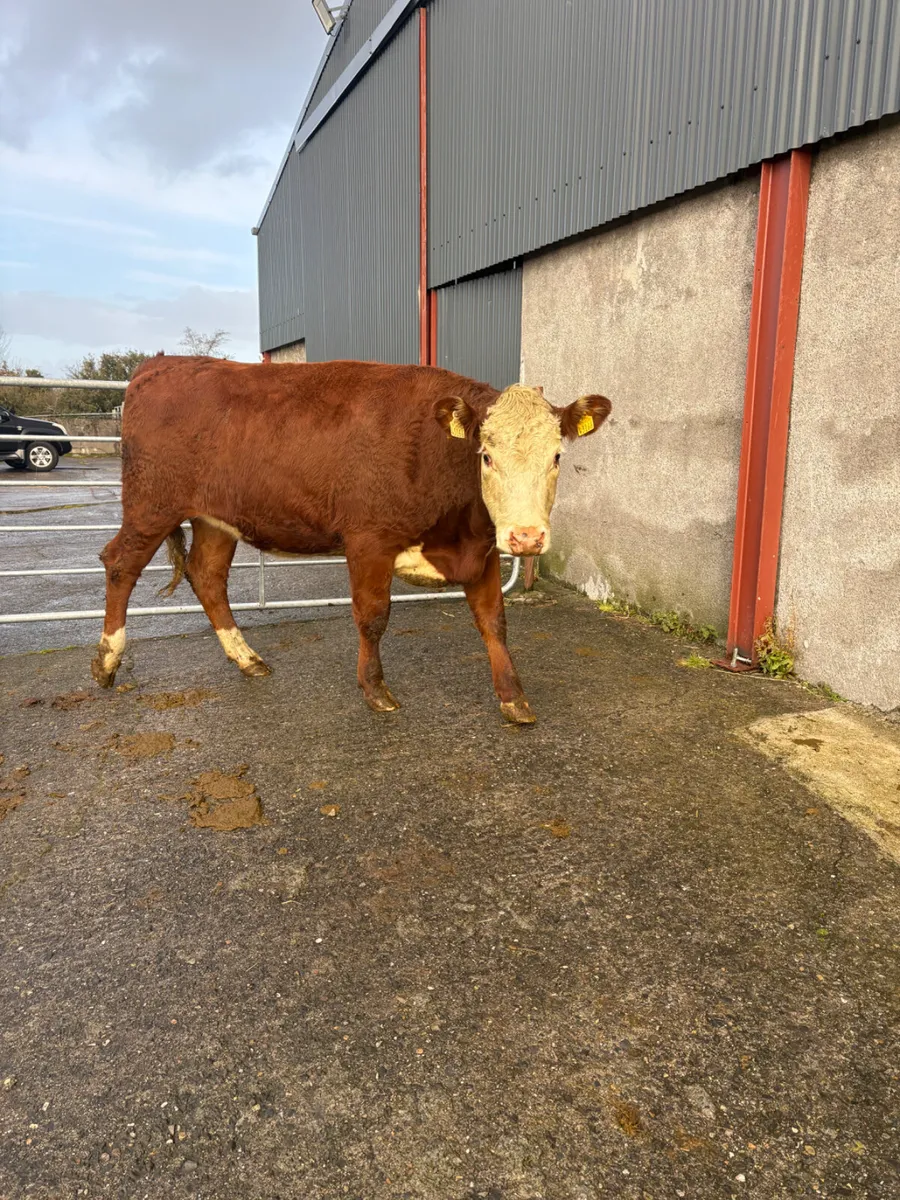 Hereford heifers x2 500kgs  2025 - Image 2