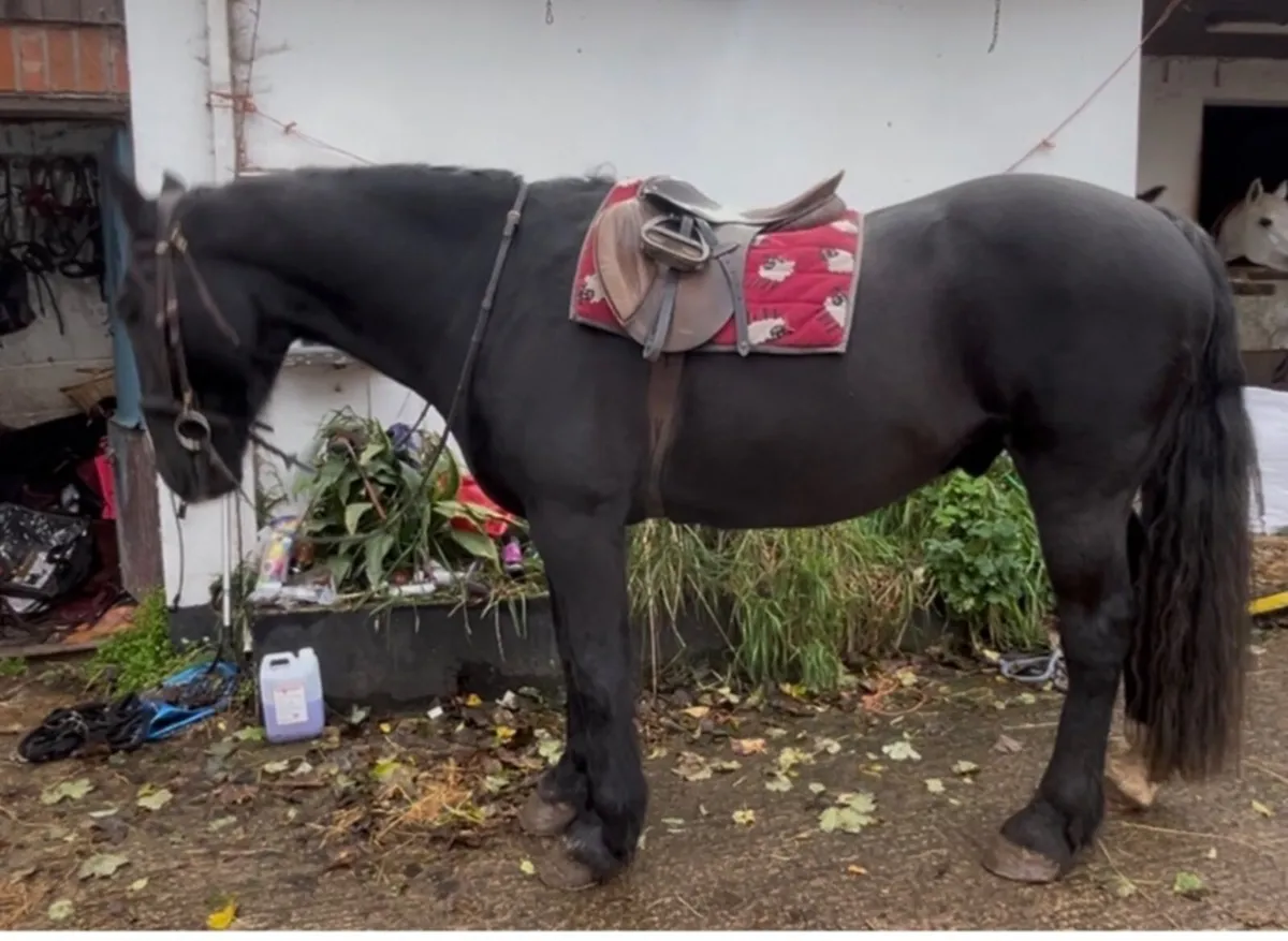 Approx 15.2 hh 16 yr old hacking cob - Image 1