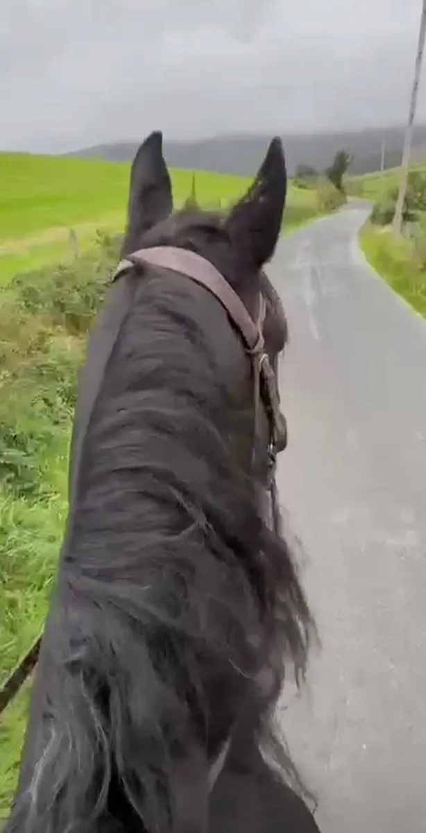 Approx 15.2 hh 16 yr old hacking cob - Image 2