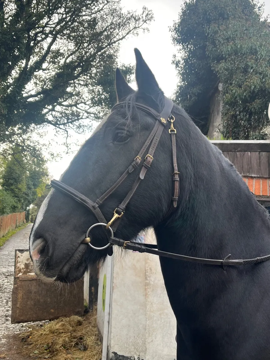 Approx 15.2 hh 16 yr old hacking cob - Image 3