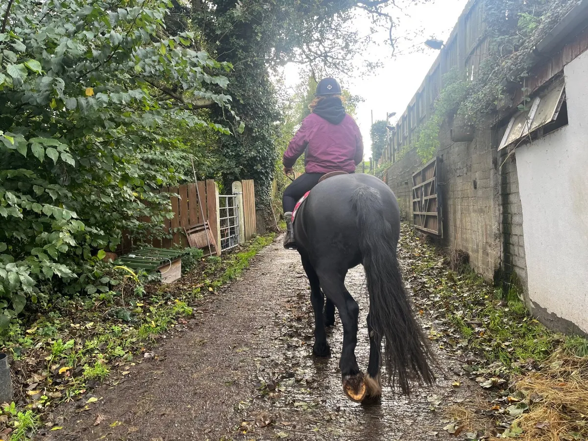 Approx 15.2 hh 16 yr old hacking cob - Image 4
