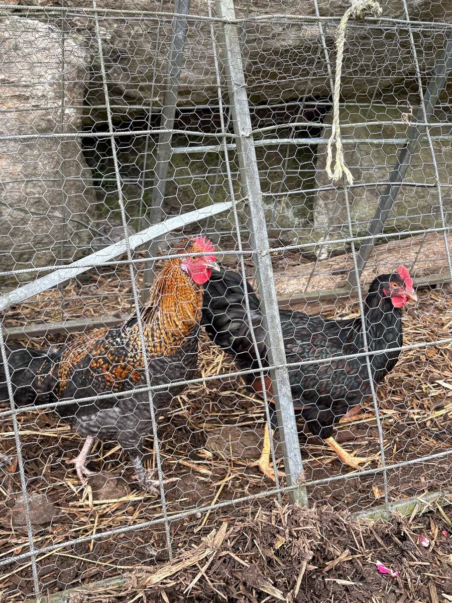 Roosters - Image 1
