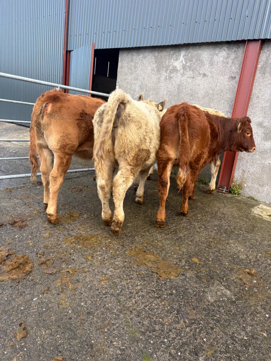 Chx and lmx weanlings 280kgs - Image 4