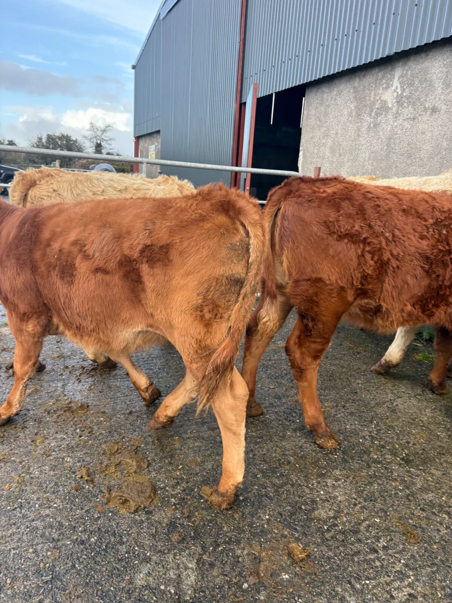 Chx and lmx weanlings 280kgs - Image 3