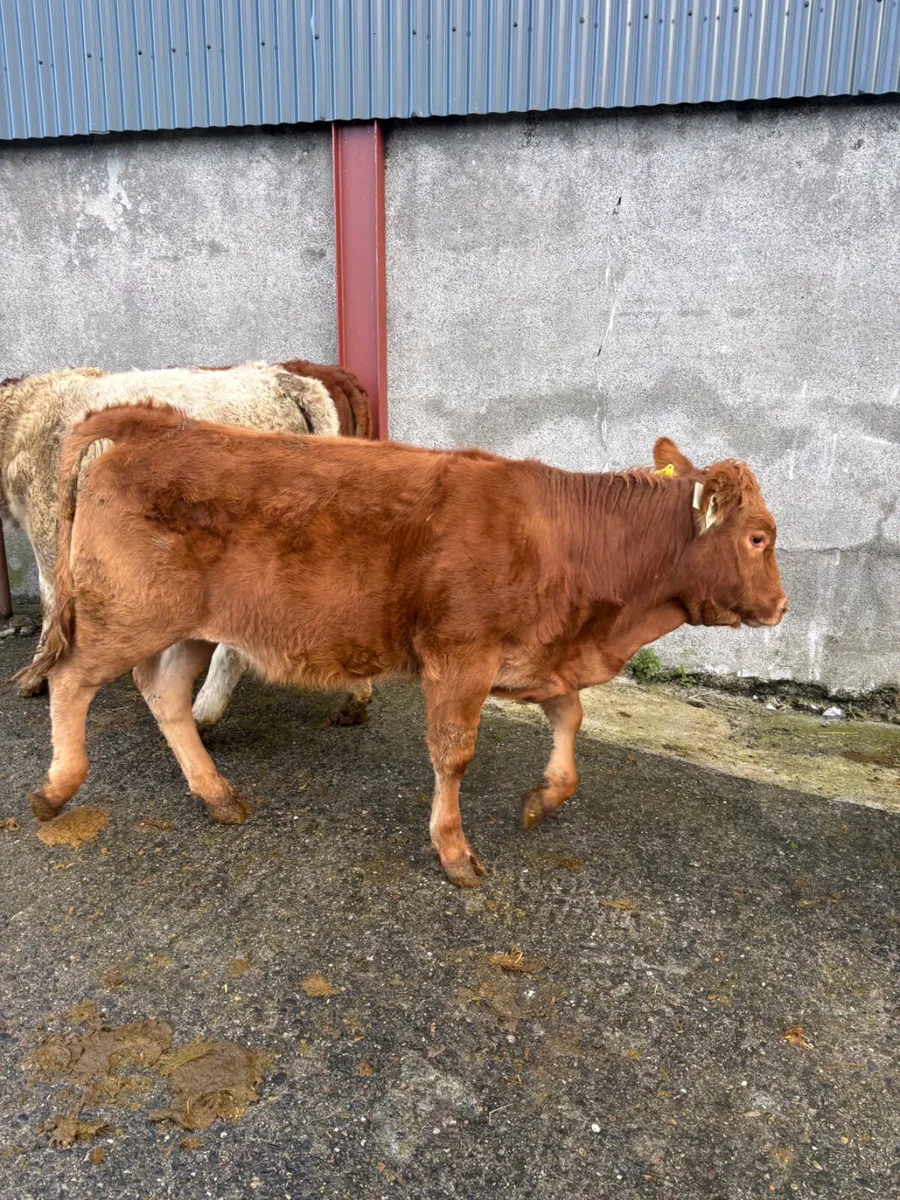Chx and lmx weanlings 280kgs - Image 2