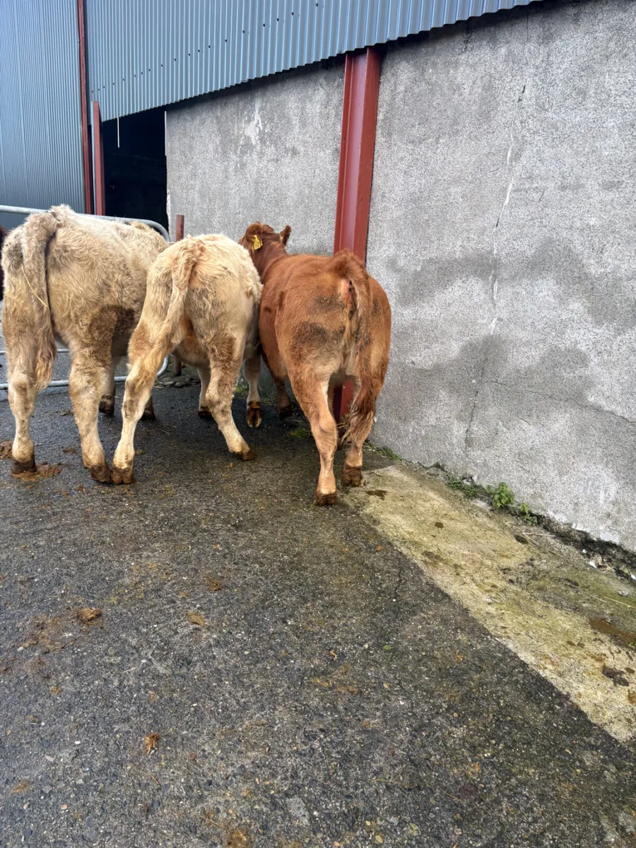 Chx and lmx weanlings 280kgs - Image 1