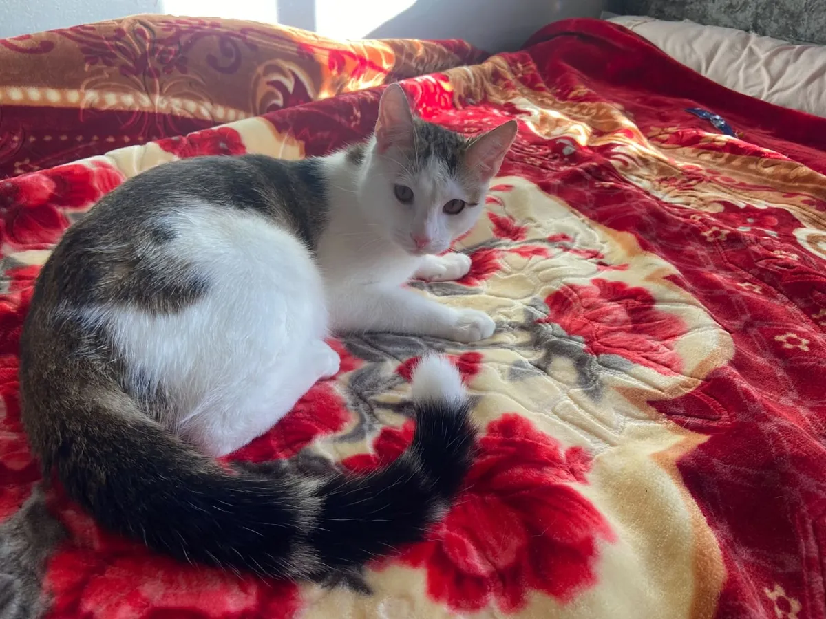 Ketten with all toys included - Image 1