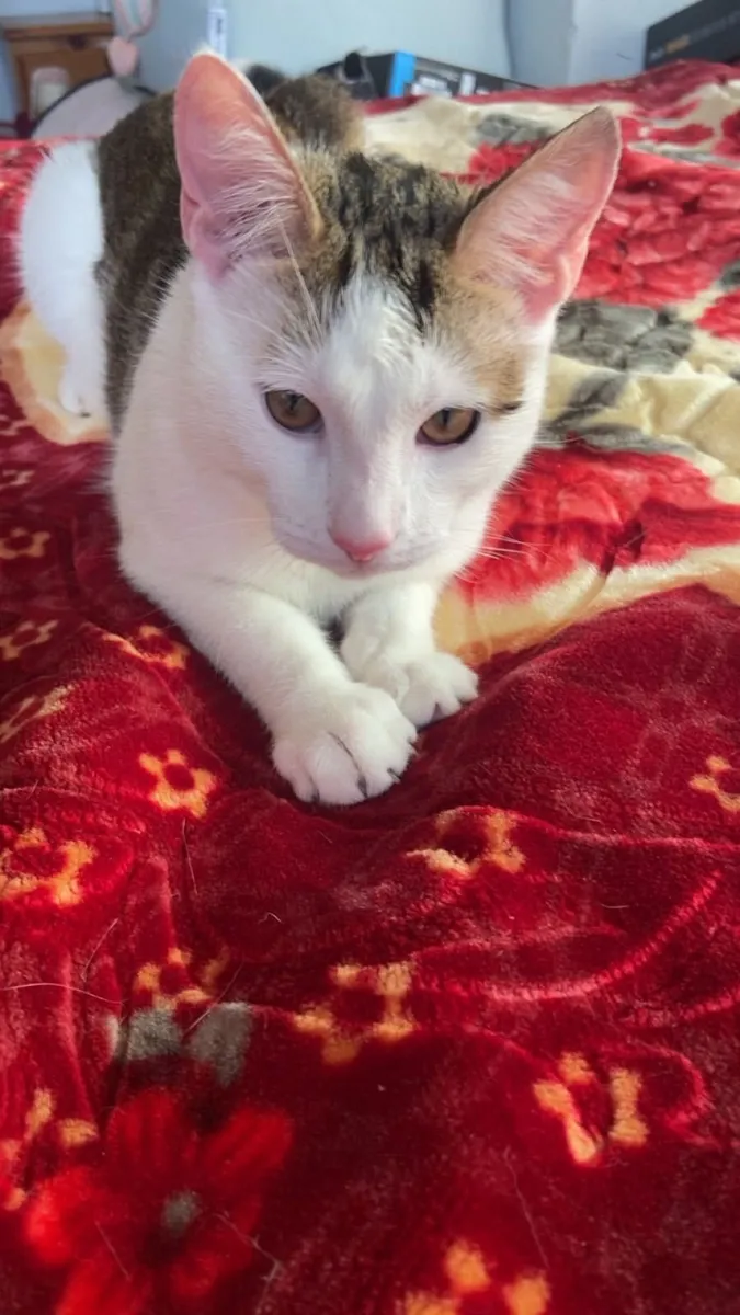 Ketten with all toys included - Image 3