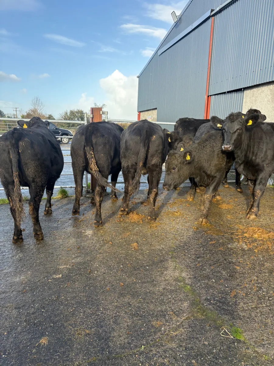Angus heifers born 2025 400kgs - Image 1