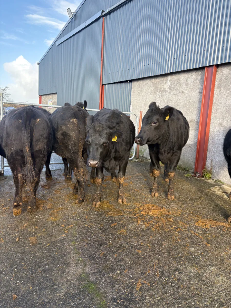 Angus heifers born 2025 400kgs - Image 3