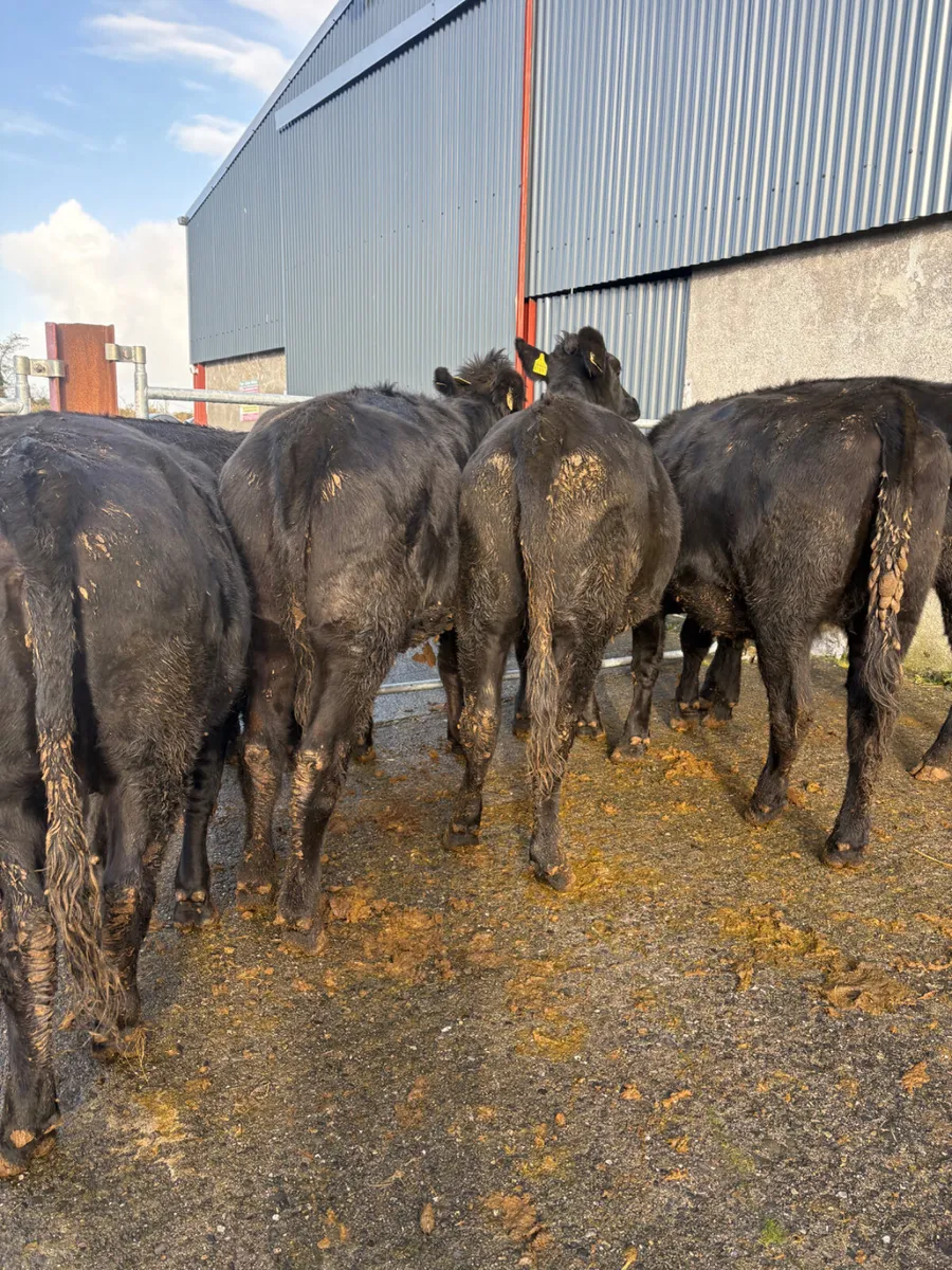 Angus heifers born 2025 400kgs - Image 4