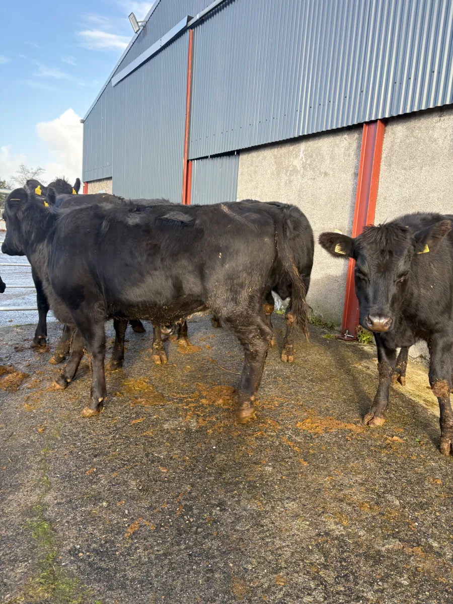 Angus heifers born 2025 400kgs - Image 2