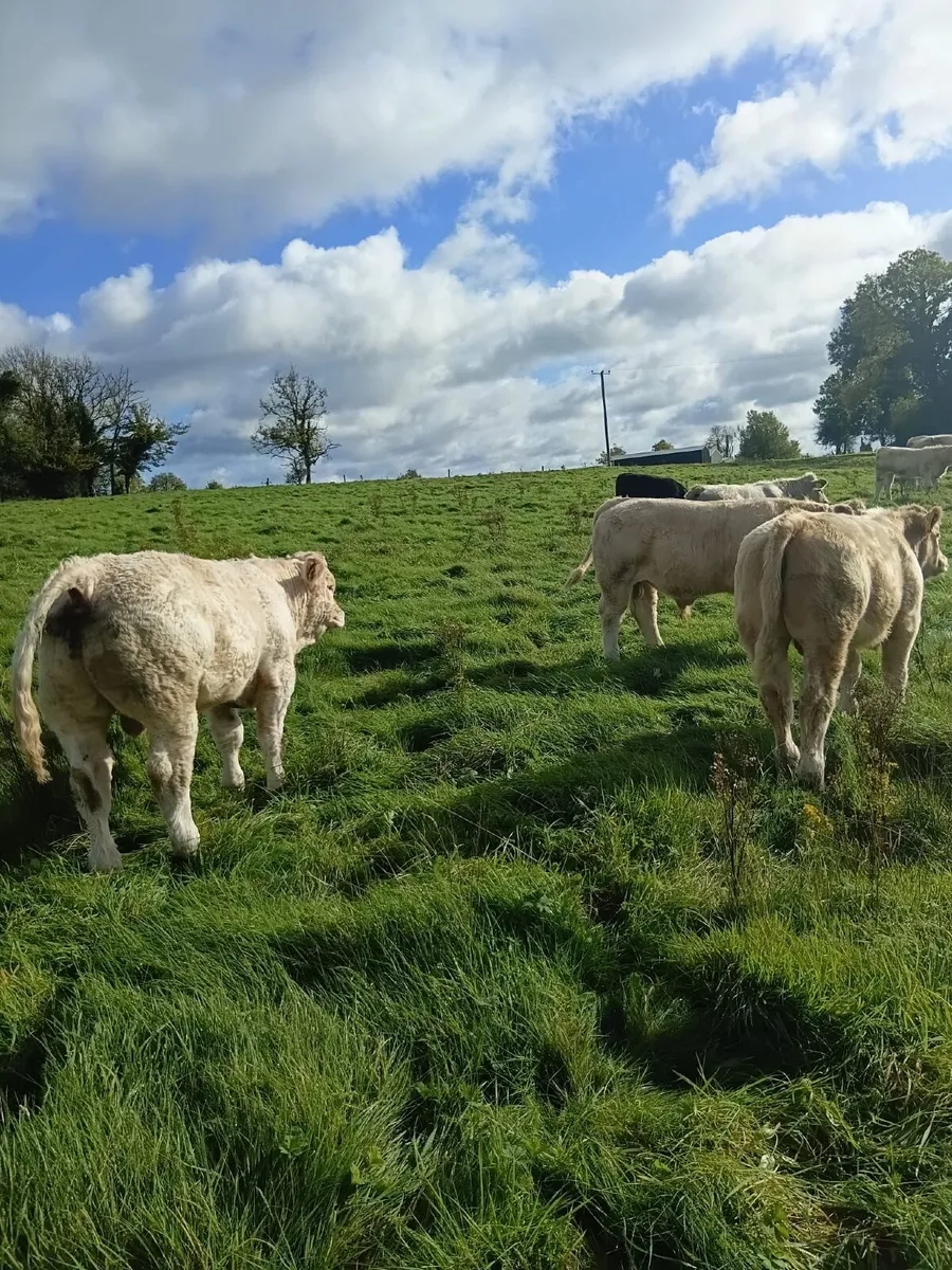 Charolais weanlings - Image 2
