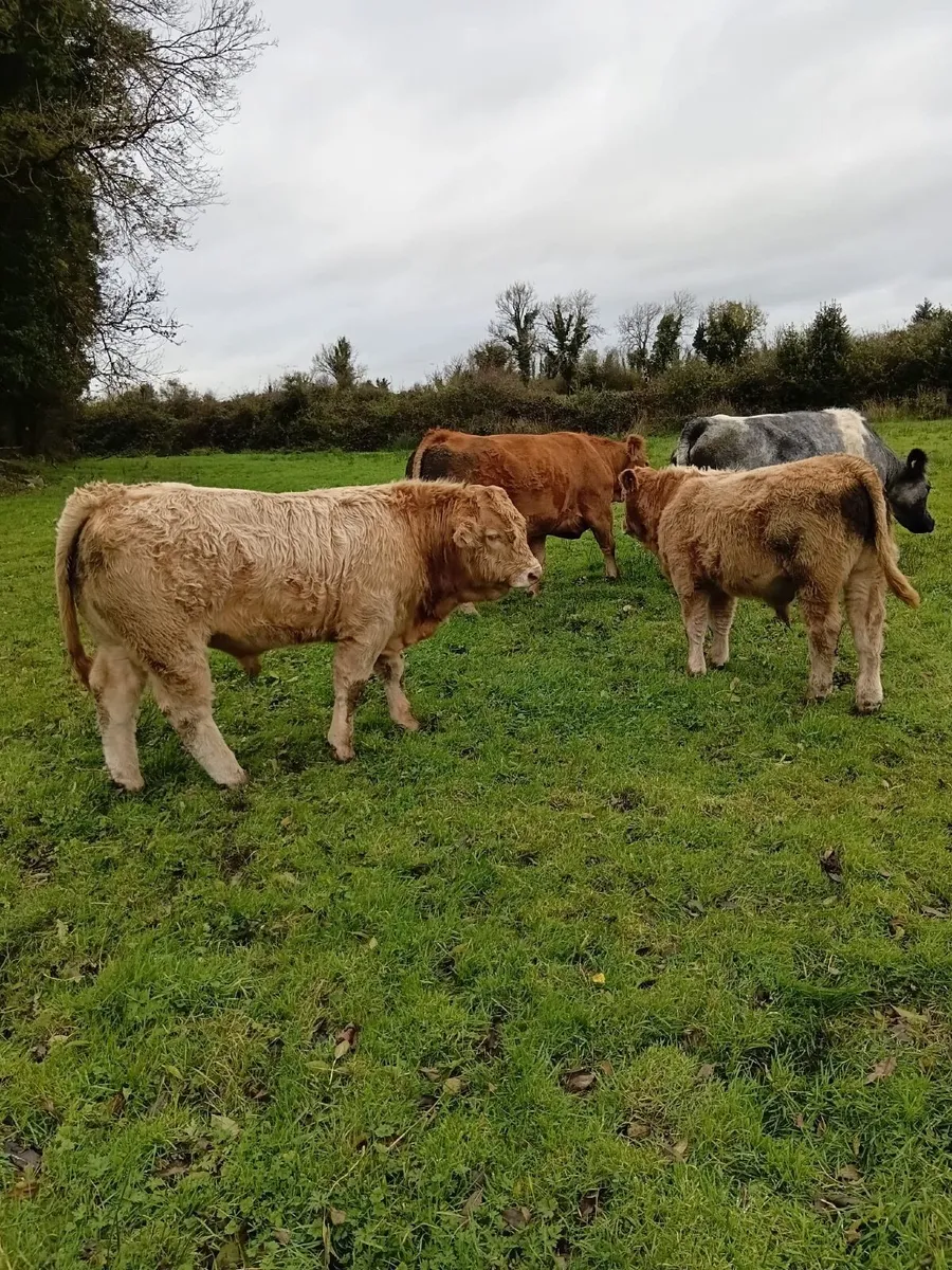 Charolais weanlings - Image 1