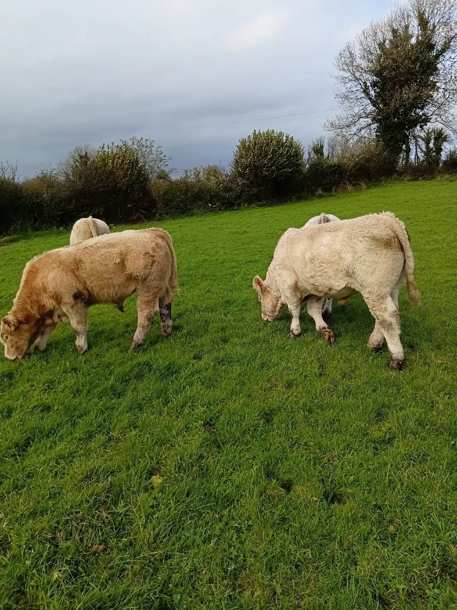 Charolais weanlings - Image 3