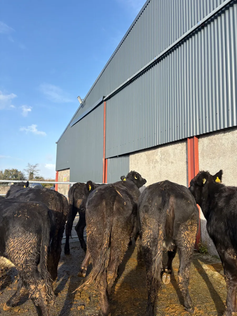 Angus heifers x 8 born 2025 380kgs - Image 4