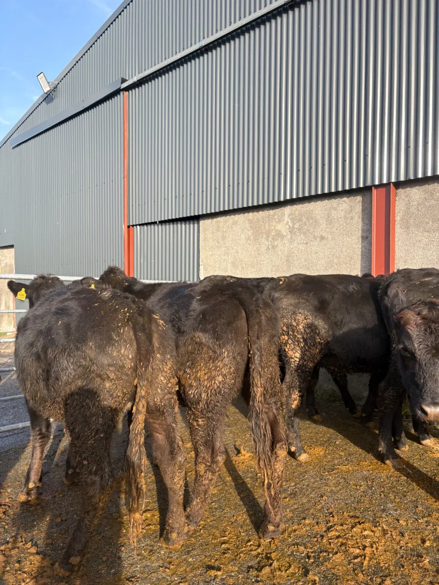 Angus heifers x 8 born 2025 380kgs - Image 1