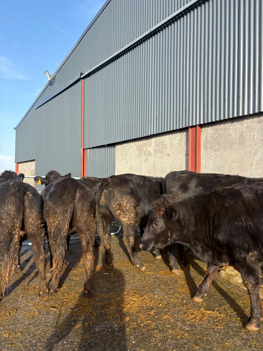 Angus heifers x 8 born 2025 380kgs - Image 3