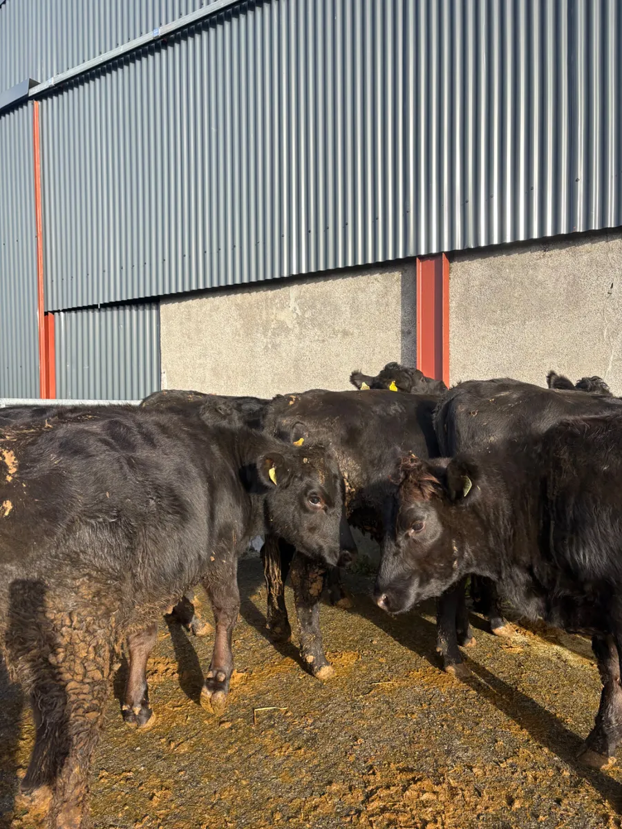Angus heifers x 8 born 2025 380kgs - Image 2