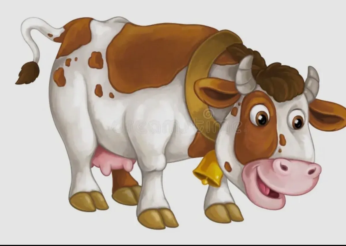 Wanted inCalf  Crossbred Heifers