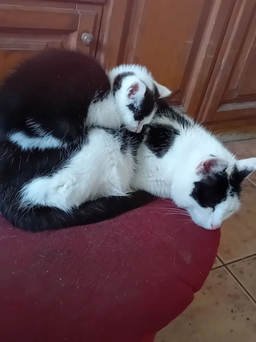 Kitten - Image 1