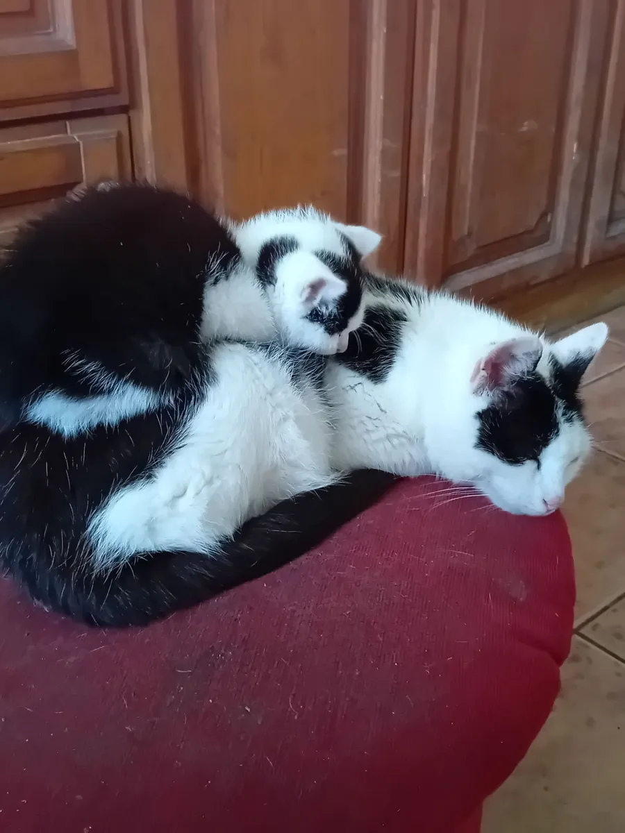 Kitten - Image 2