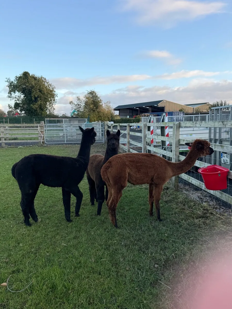 Alpacas x3 - Image 1