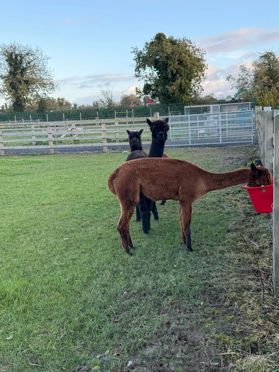 Alpacas x3 - Image 3