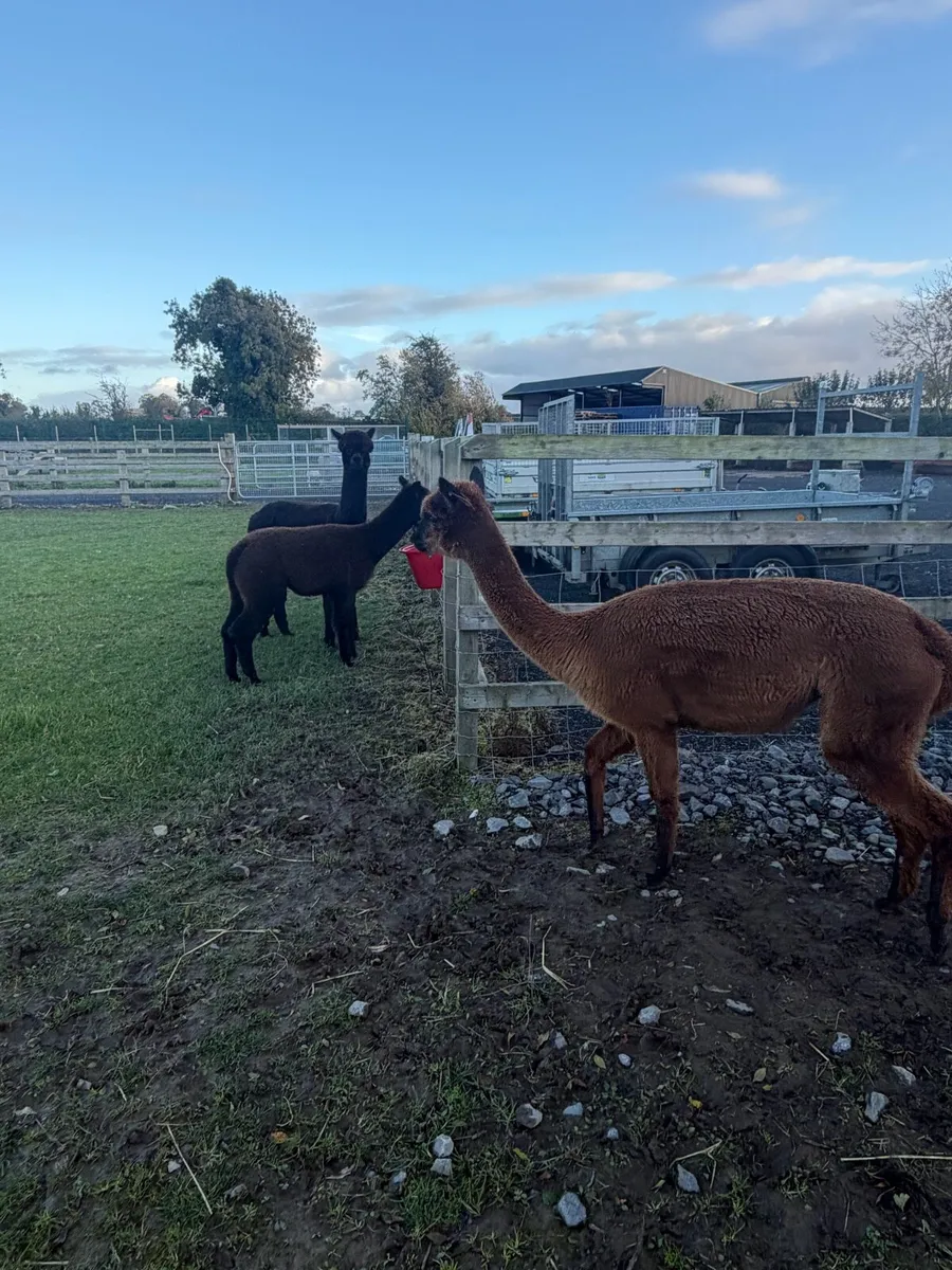 Alpacas x3 - Image 4