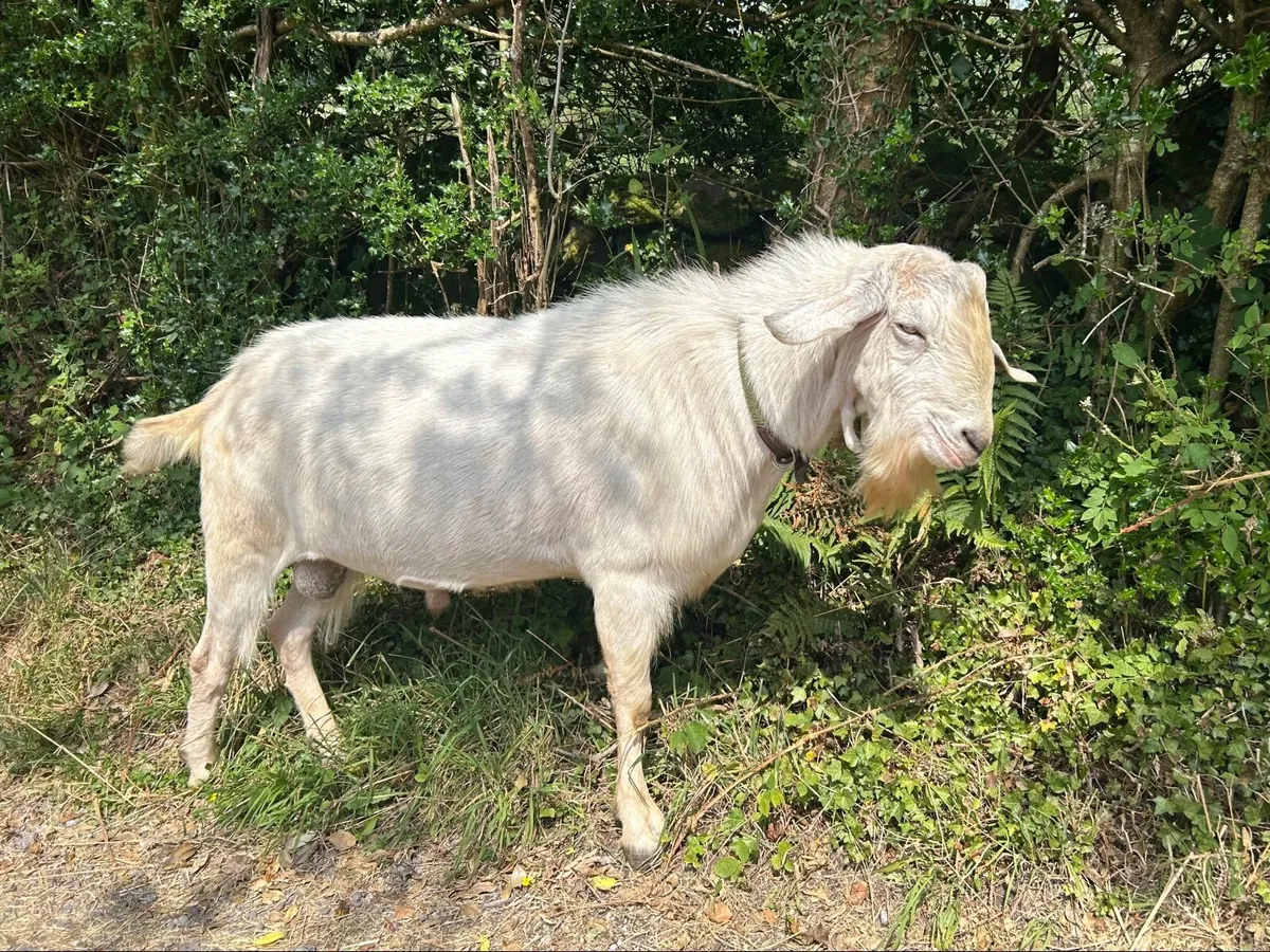 STOLEN Buck Goat - Image 1
