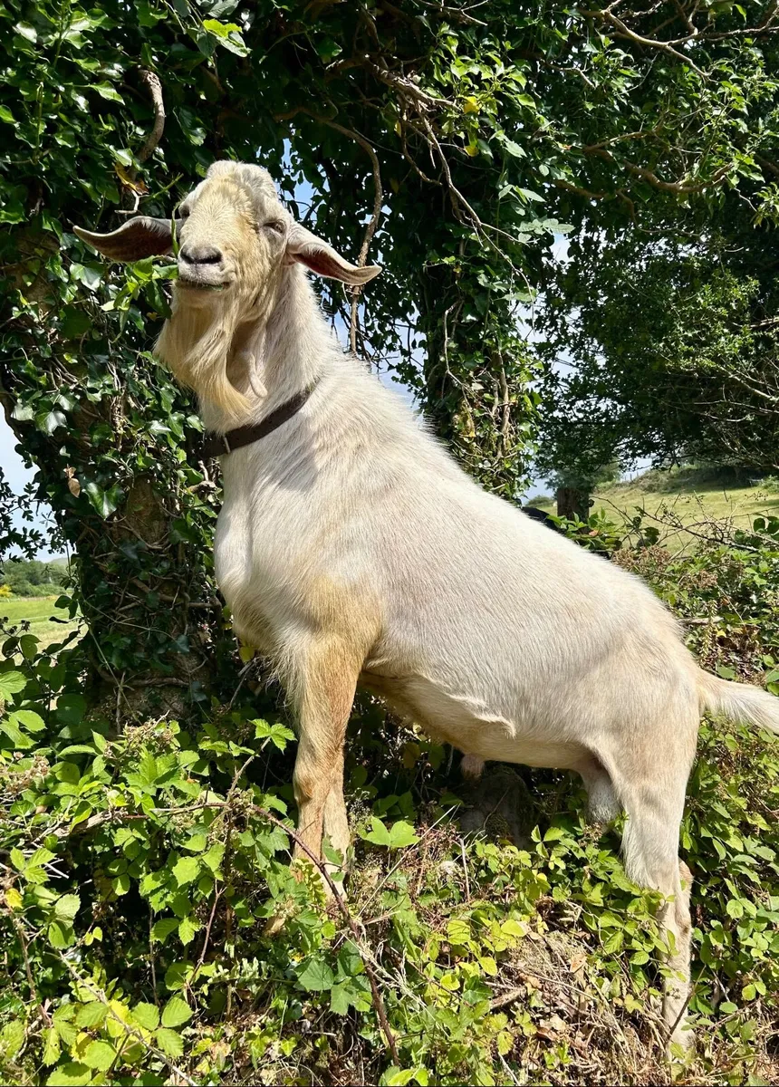STOLEN Buck Goat - Image 2