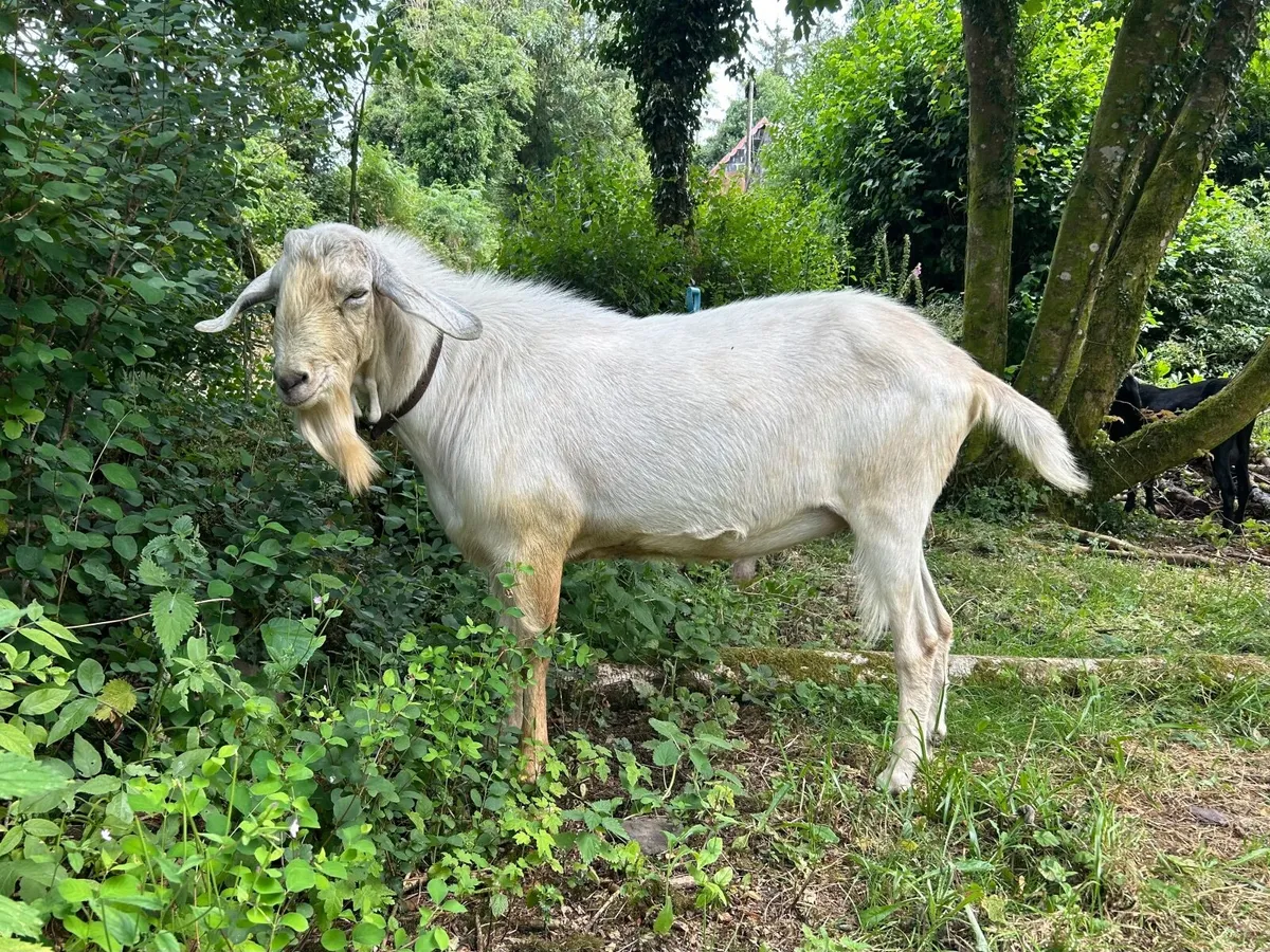 STOLEN Buck Goat - Image 3