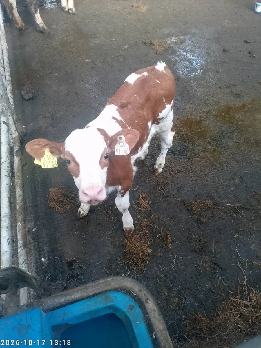 Sim bull calf - Image 3