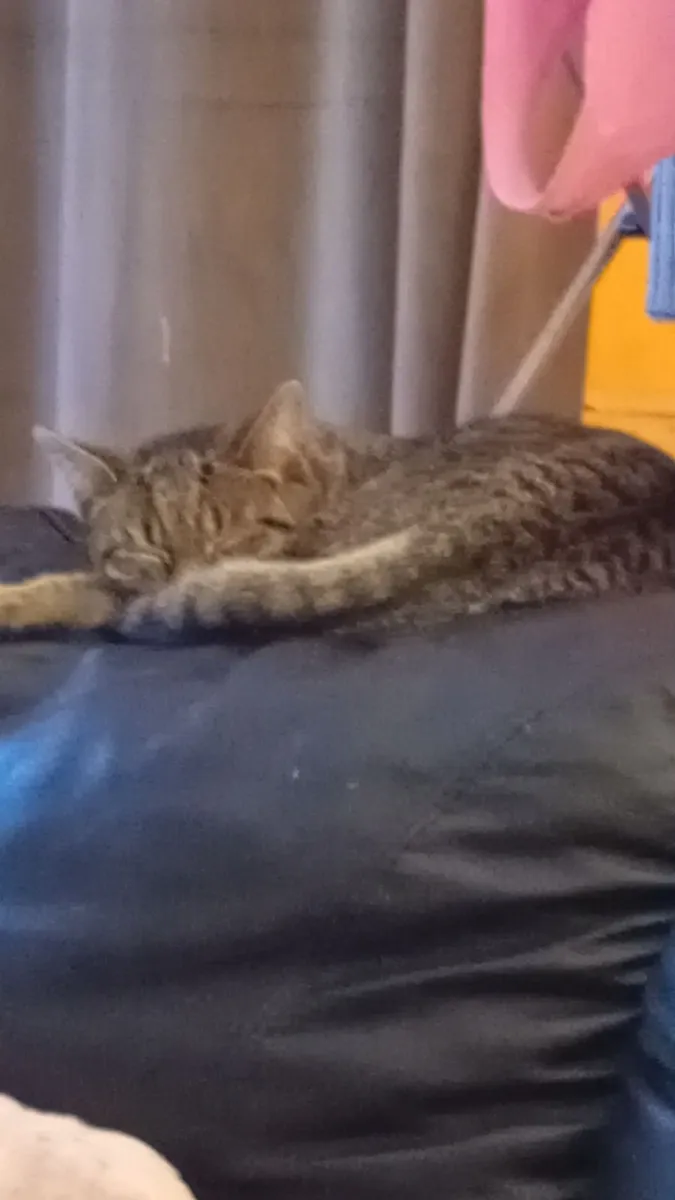 Cat - Image 1