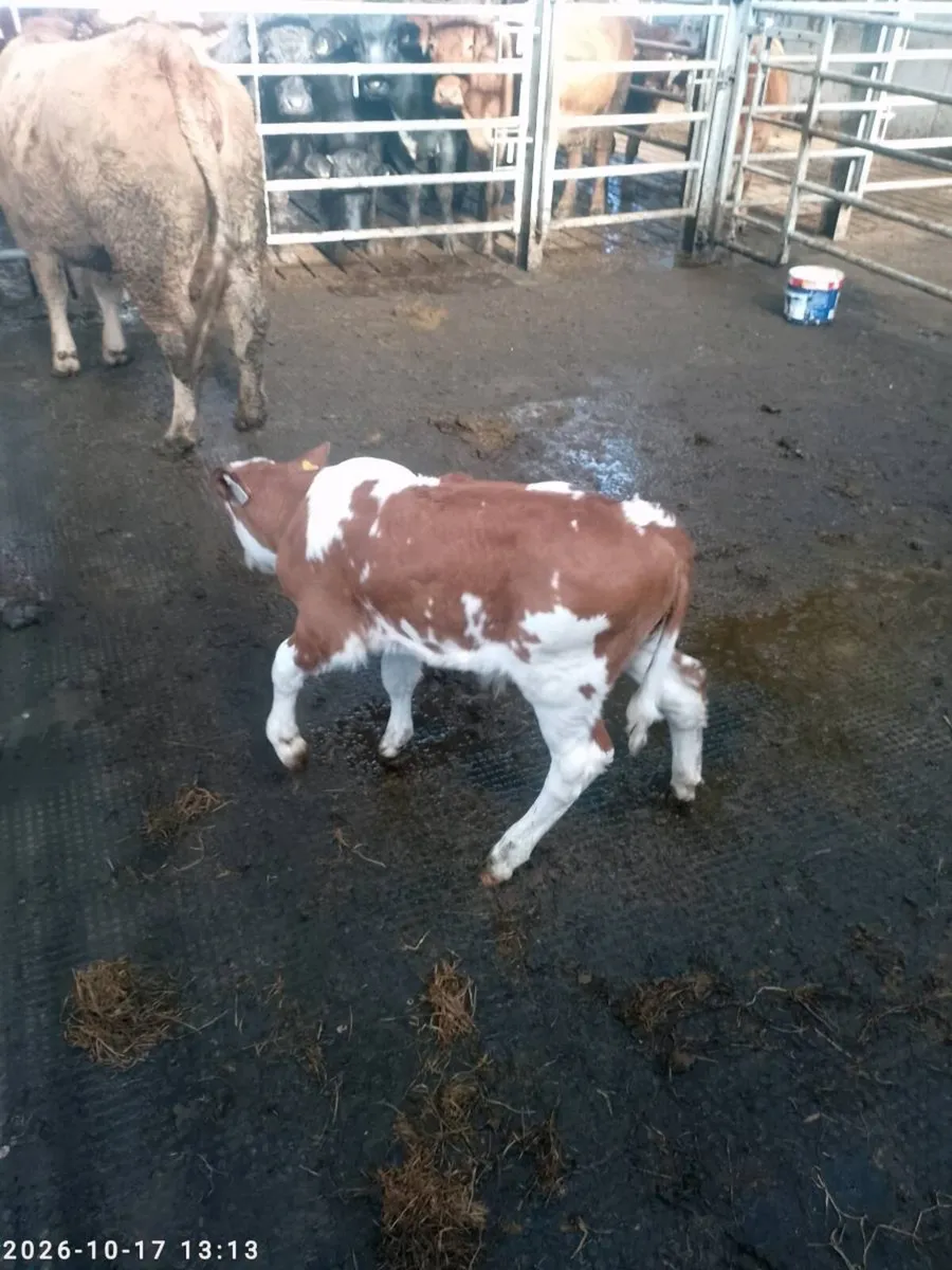 Sim bull calf - Image 4