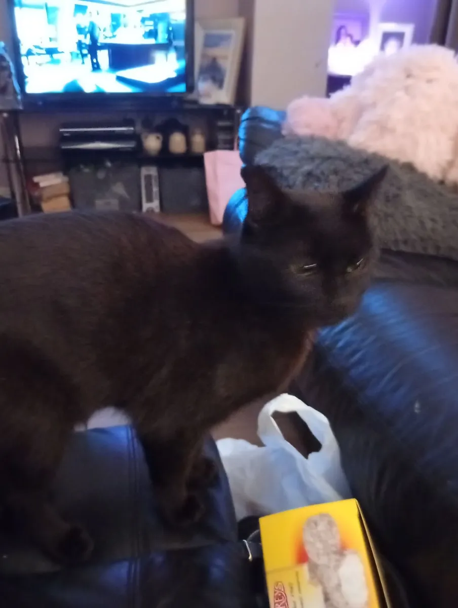 Cat - Image 2