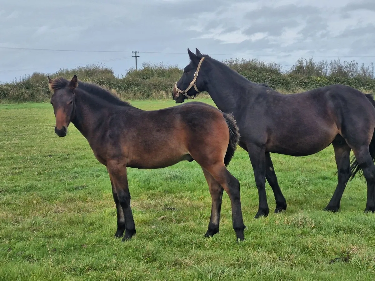 Connemara foal- colt - Image 3