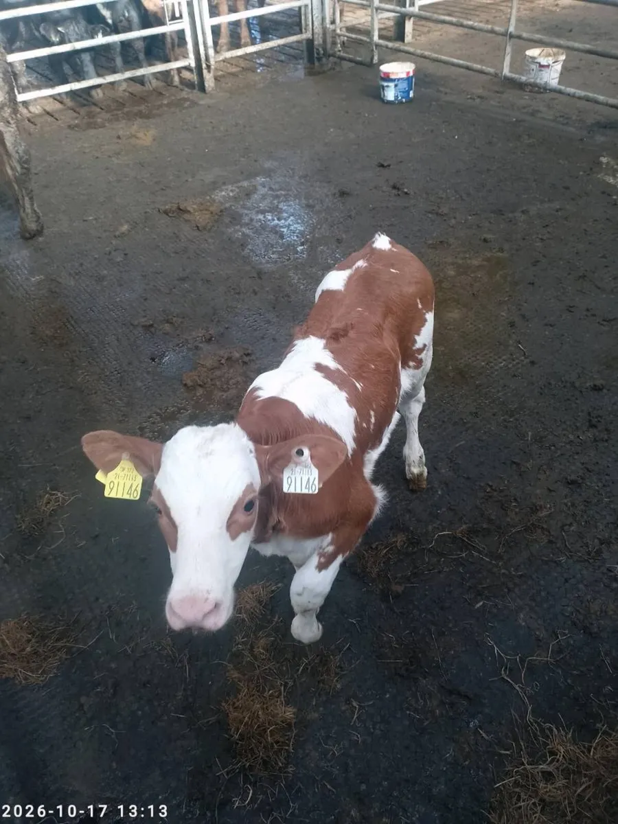 Sim bull calf - Image 1