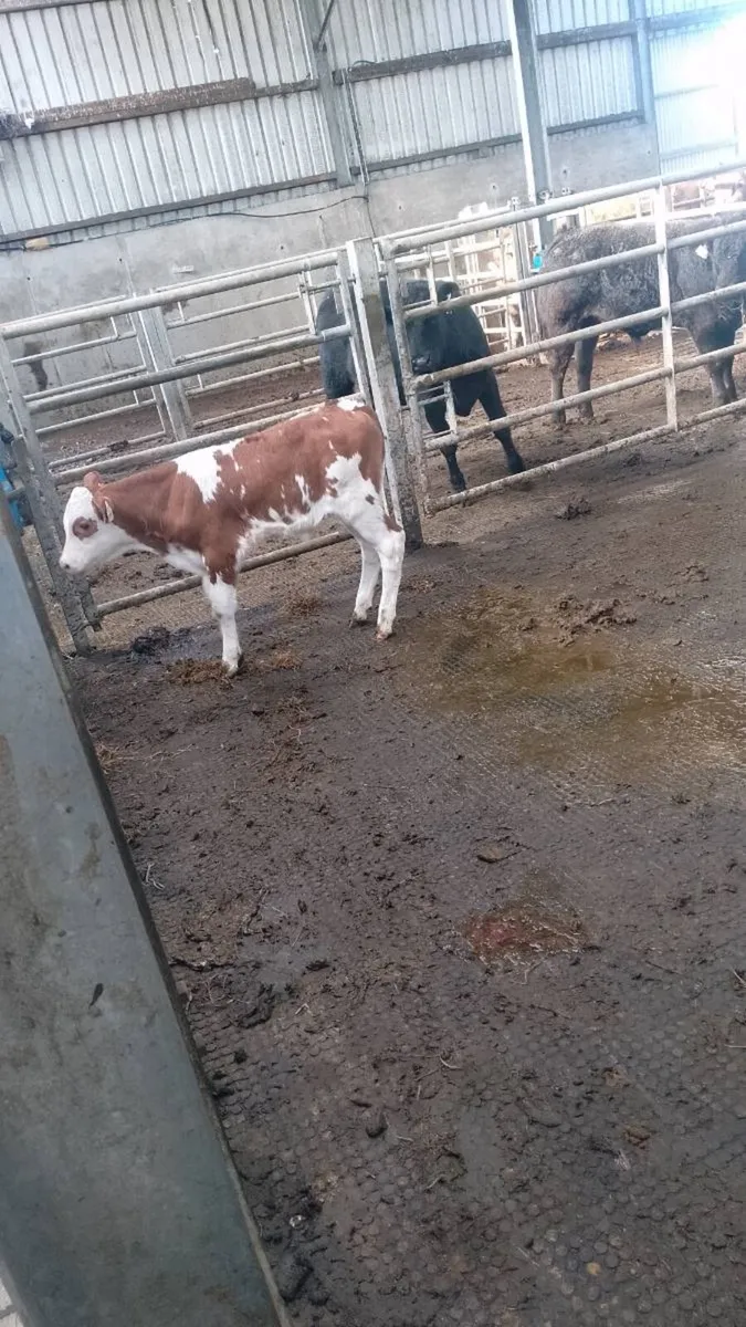 Sim bull calf - Image 2