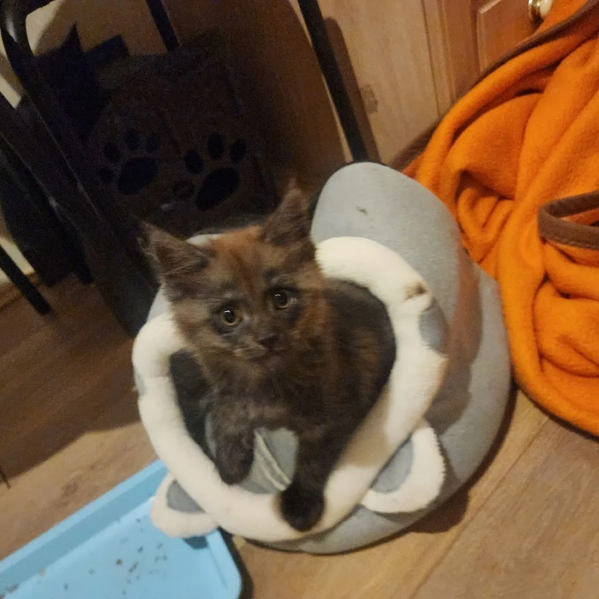 Kittens half maine coon - Image 1