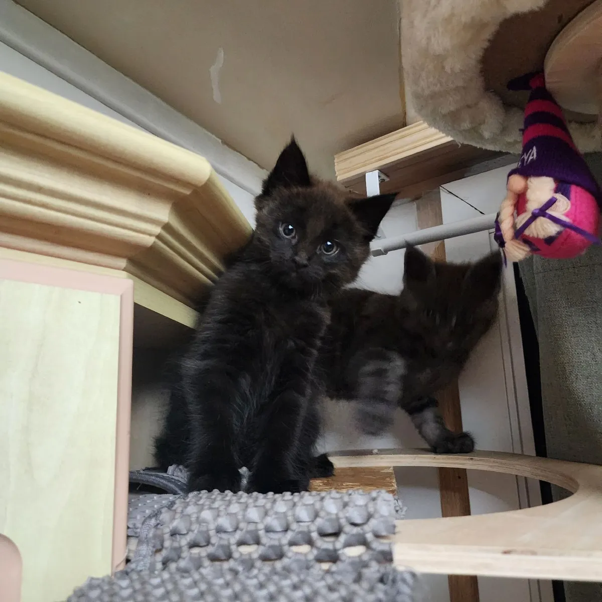 Kittens half maine coon - Image 2