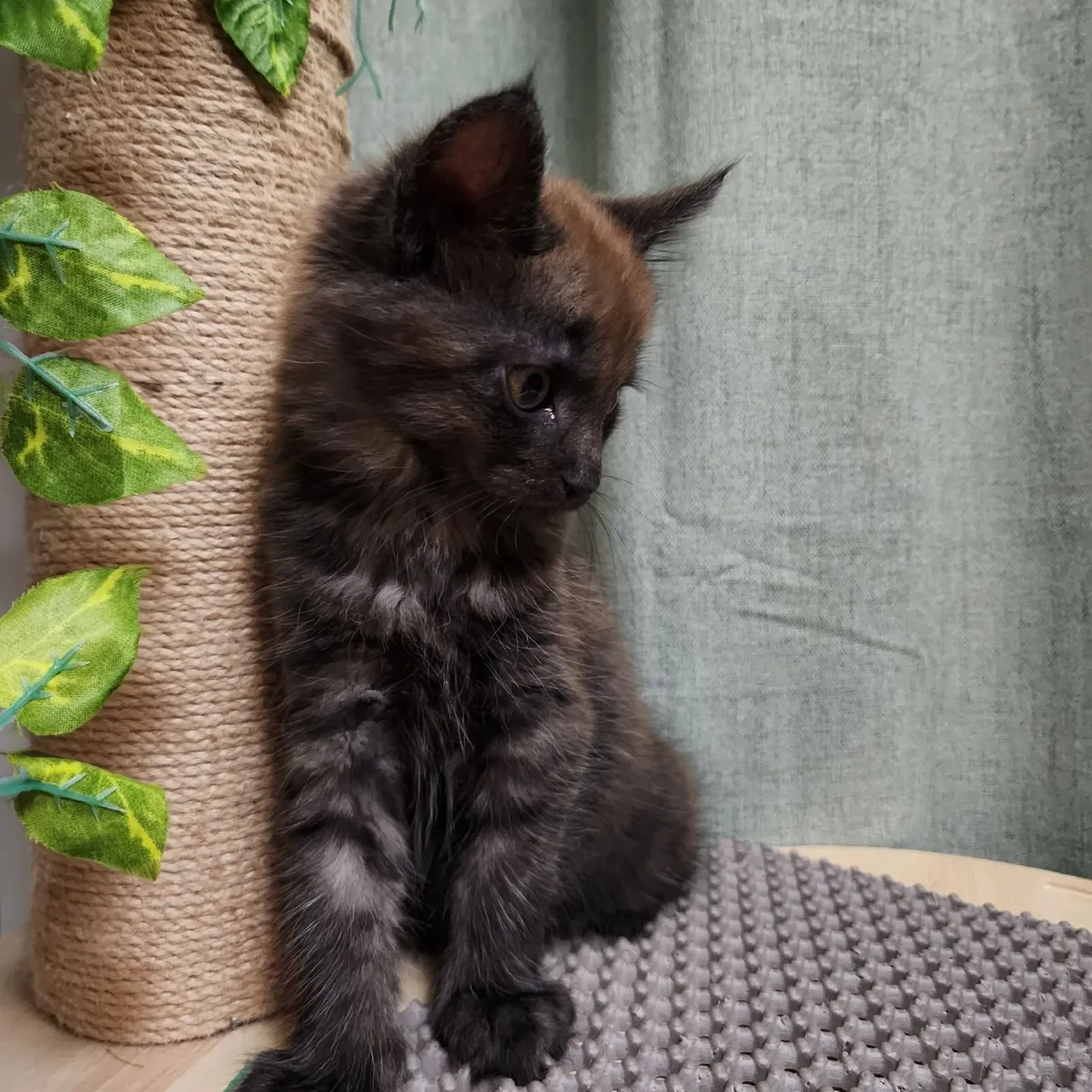 Kittens half maine coon - Image 3