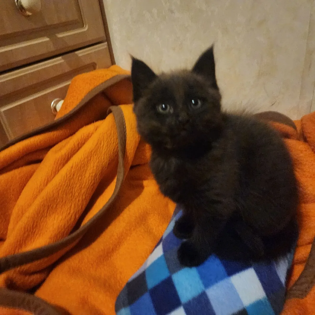 Kittens half maine coon - Image 4