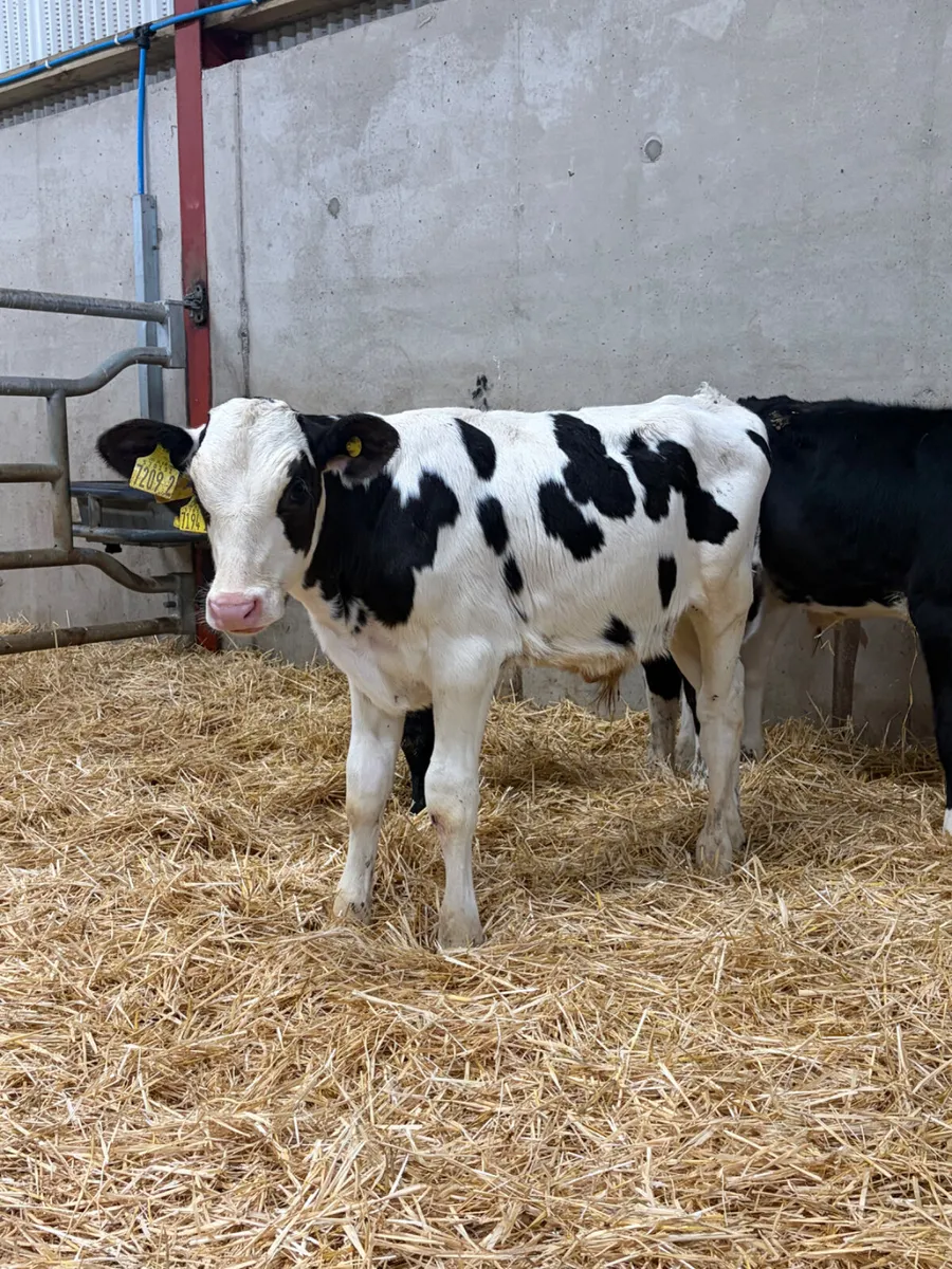 6 British Friesian Bull Calves - Image 4