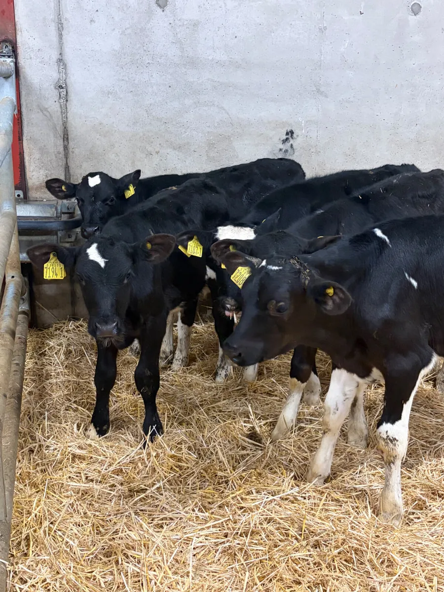 6 British Friesian Bull Calves - Image 2