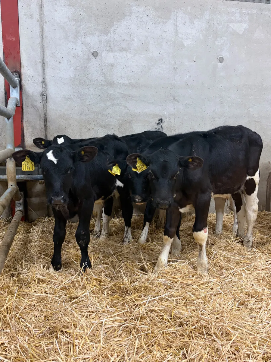 6 British Friesian Bull Calves - Image 1
