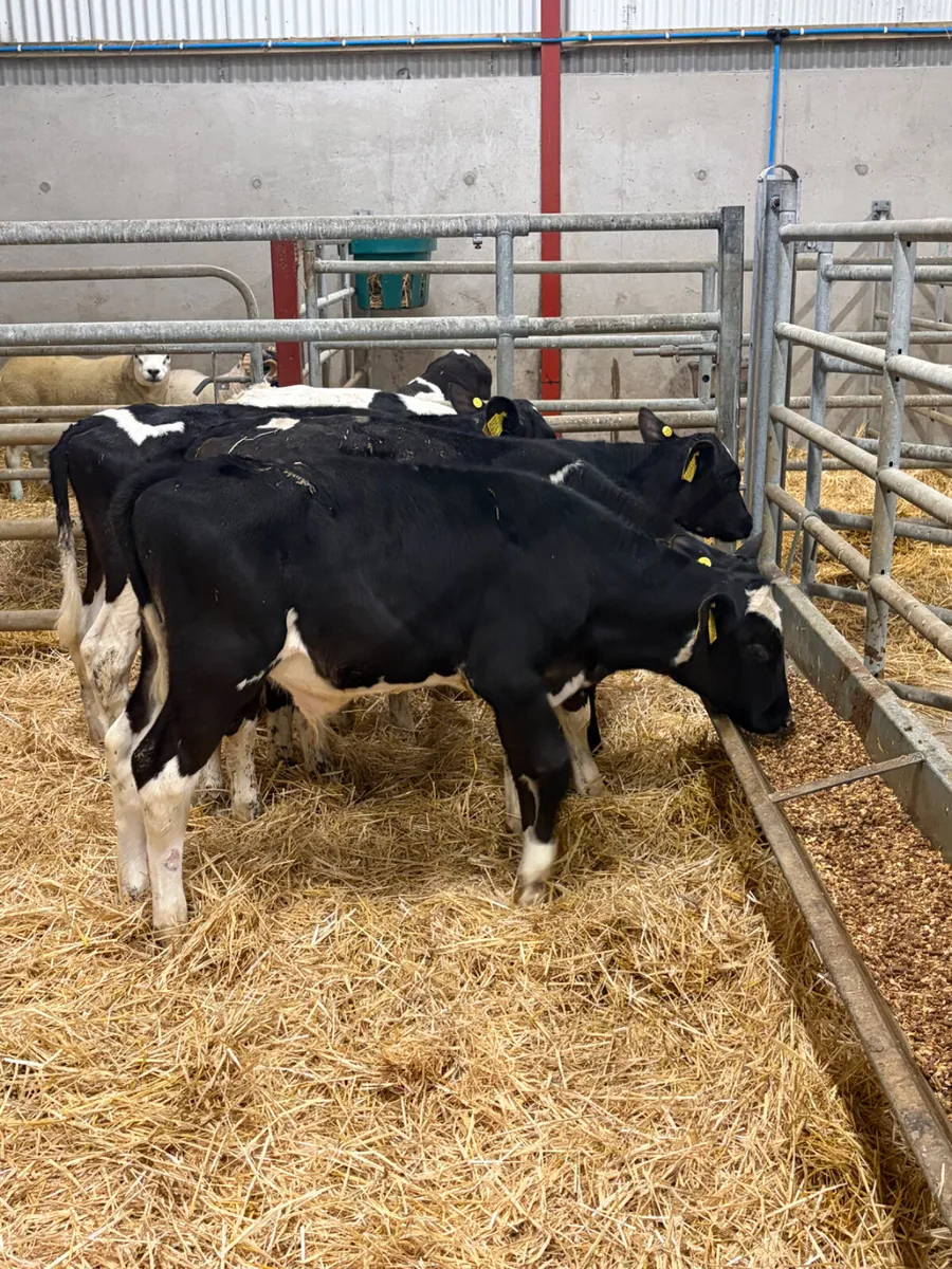 6 British Friesian Bull Calves - Image 3