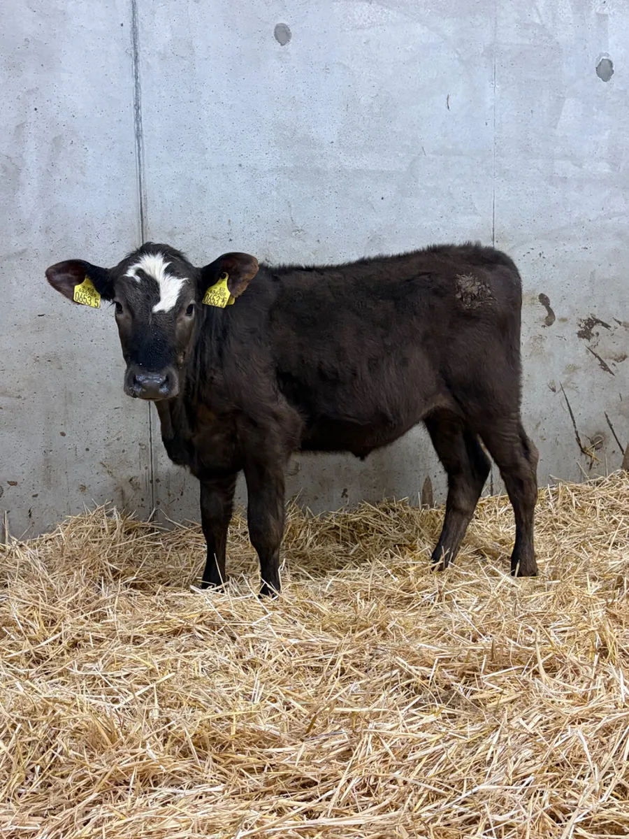 3 Reared Angus Calves - Image 4