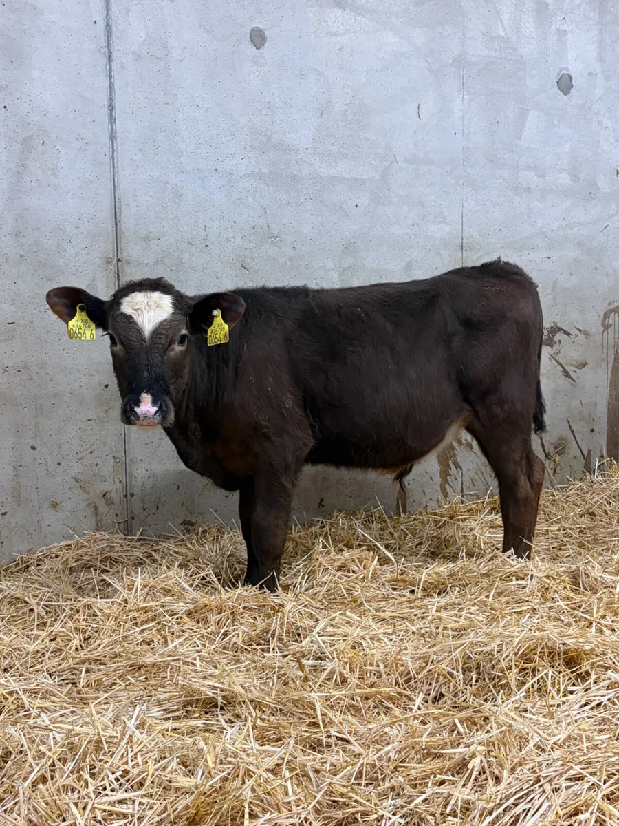 3 Reared Angus Calves - Image 3