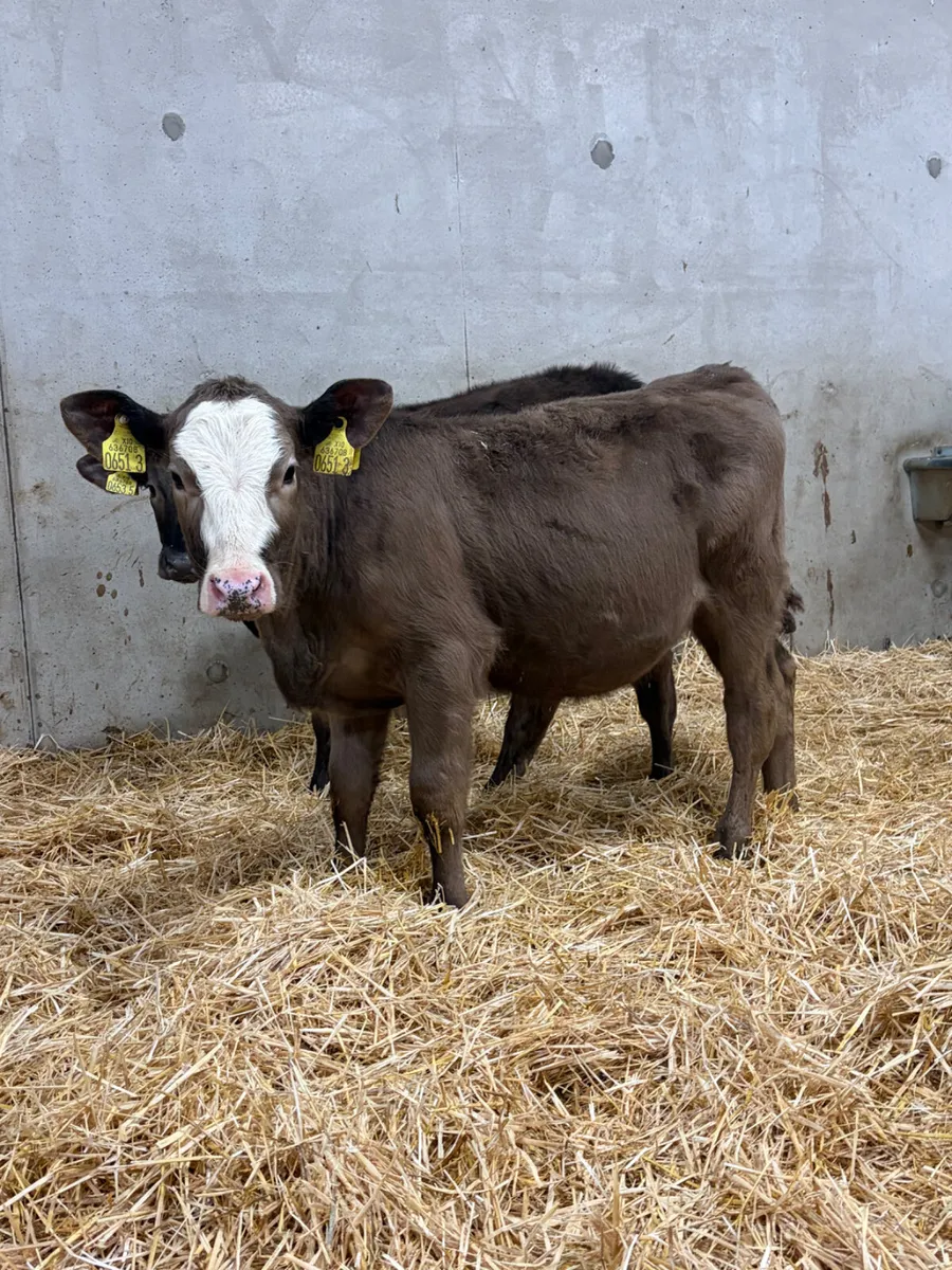 3 Reared Angus Calves - Image 2